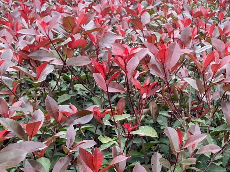 恩施市小滿園林景觀有限公司總部位于湖北省恩施市，是一家集園林綠化工程設計、施工、養護及景觀規劃于一體的綜合性企業